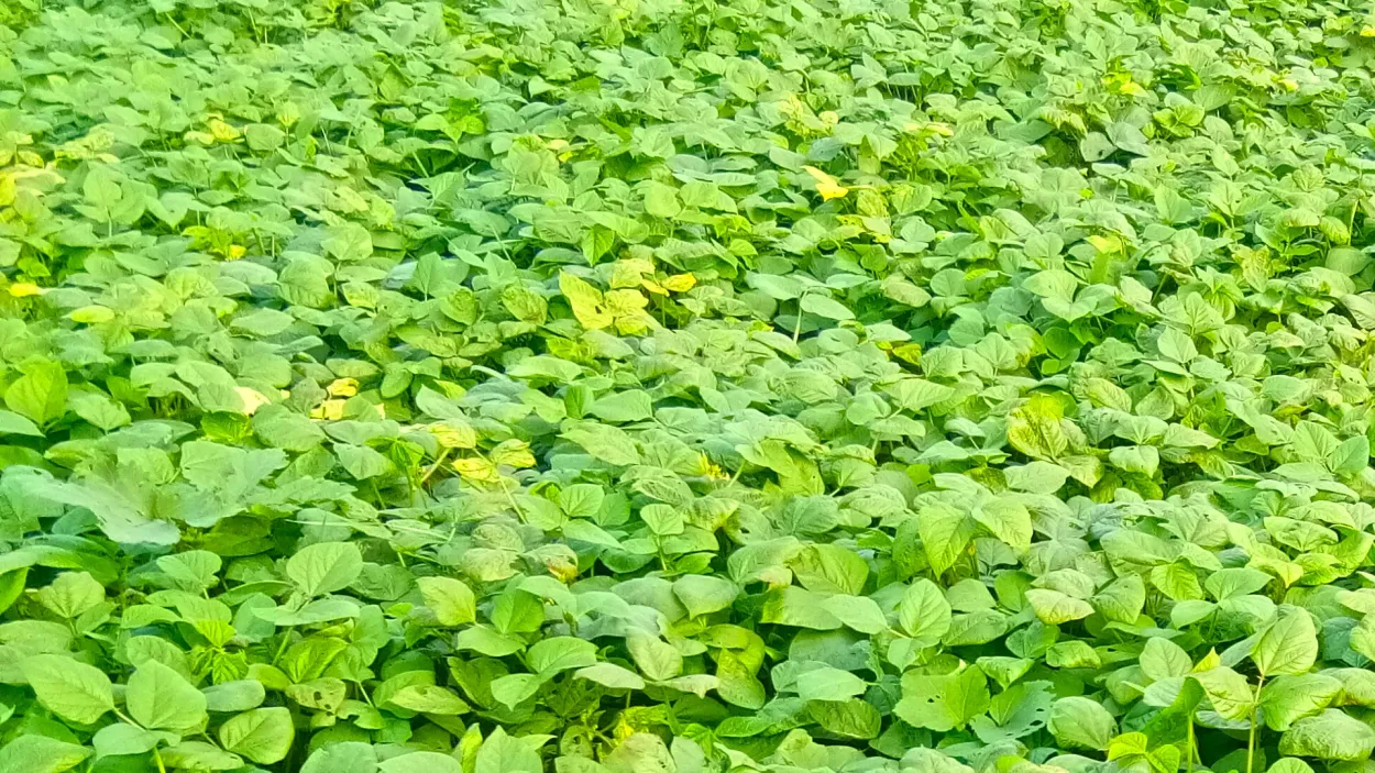 Mung Bean Agriculture Plant Images Photoshop Editing - Royalty Free Photoshop Image | Pngmagic Free Download Mung Bean Agriculture Plant Images Photoshop Editing - High Quality Photoshop Background