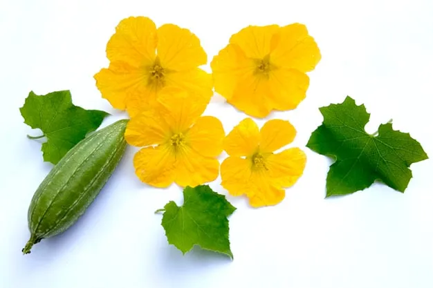 Ridge Gourd Vegetable Flowers And Leaves - Royalty Free Ridge Gourd Vegetable Flowers And Leaves Image | Pngmagic Free Download Ridge Gourd Vegetable Flowers And Leaves - High Quality Ridge Gourd Vegetable Flowers And Leaves Background