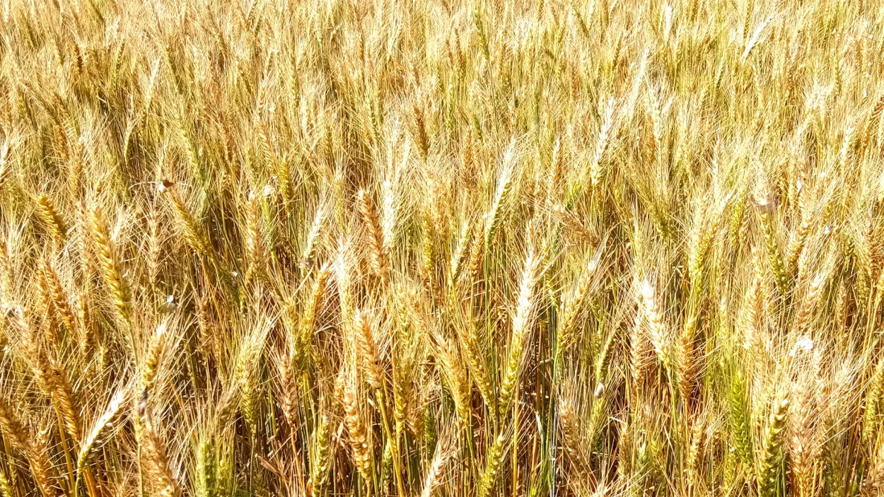 Wheat Plant Agricalture Land Photoshop Editing Photo - Royalty Free Photoshop Image | Pngmagic Free Download Wheat Plant Agricalture Land Photoshop Editing Photo - High Quality Photoshop Background