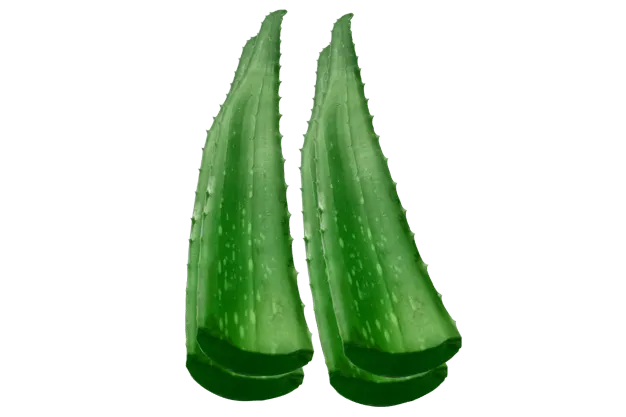 Free Download Aloe Vera - High Quality Aloe Vera Image