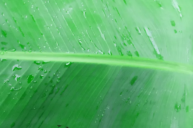 Banana Leaf Wallpaper - Royalty Free Banana Leaf Wallpaper Image | Pngmagic Free Download Banana Leaf Wallpaper - High Quality Banana Leaf Wallpaper Background