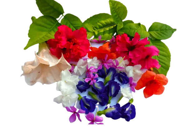 Free Download Beautiful Flowers Wallpaper - High Quality Beautiful Flowers Wallpaper Background