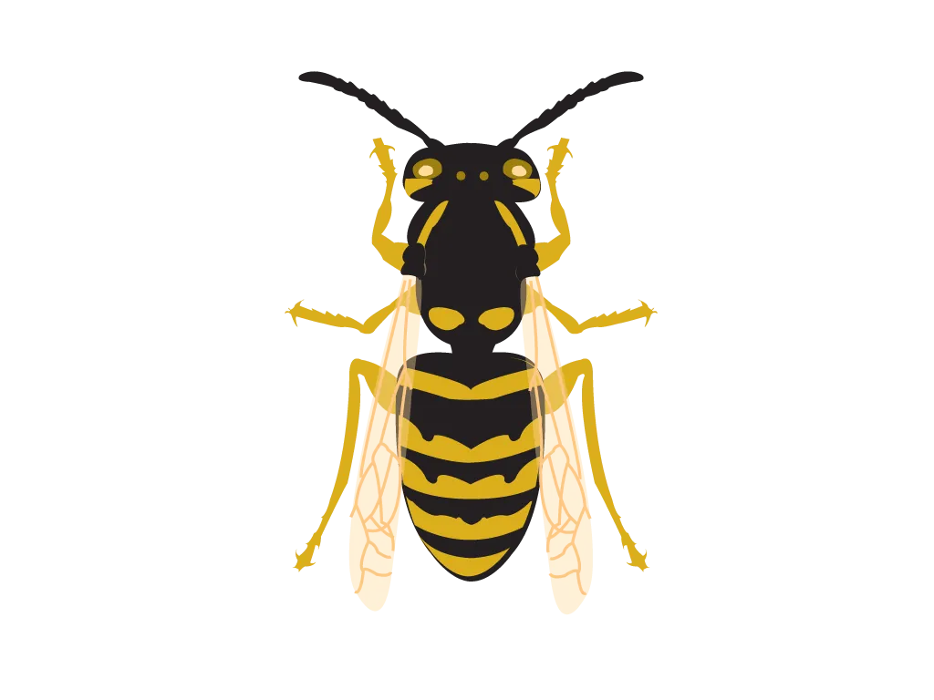 Free Download Bee PNG, Vector, PSD, Clipart With Transparent Background Photo For Free Download - High Quality Bee PNG Vector PNG Image