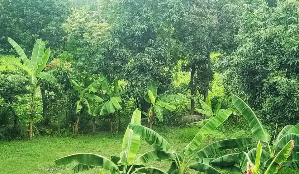 Best Forest Background Photos Free Download - Royalty Free Forest Image | Pngmagic Free Download Best Forest Background Photos Free Download - High Quality Forest Background