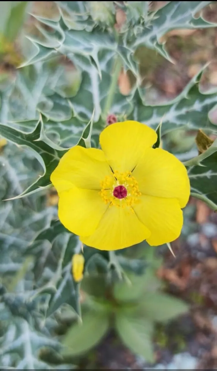 Best Yellow Flower For Your Background - Royalty Free Yellow Flower Image | Pngmagic Free Download Best Yellow Flower For Your Background - High Quality Yellow Flower Background