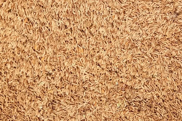 Bhagalpur Katarni Rice - Royalty Free Bhagalpur Katarni Rice Image | Pngmagic Free Download Bhagalpur Katarni Rice - High Quality Bhagalpur Katarni Rice Background