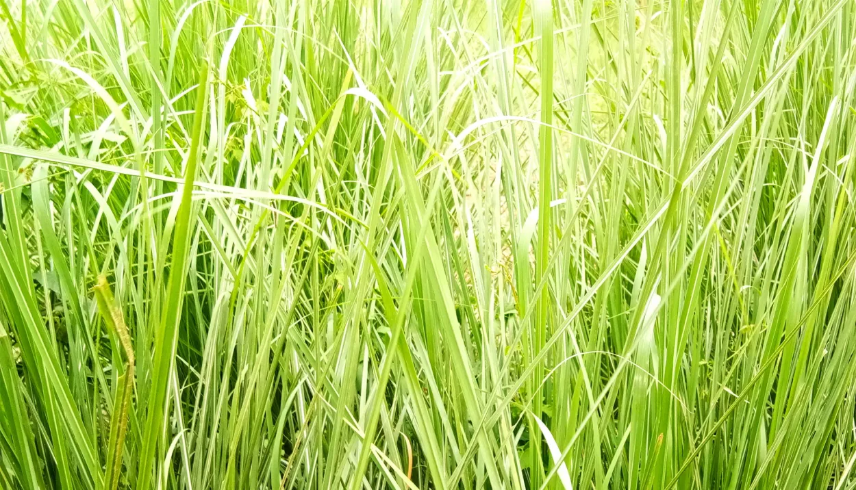 Big Green Grass Leaf Plant Photoshop Editing Photo - Royalty Free Photoshop Image | Pngmagic Free Download Big Green Grass Leaf Plant Photoshop Editing Photo - High Quality Photoshop Background
