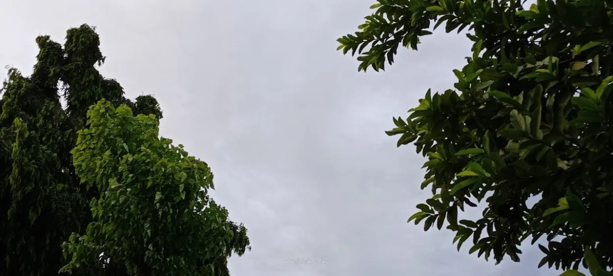 Big Tree Sky View - Royalty Free Big Tree Image | Pngmagic Free Download Big Tree Sky View - High Quality Big Tree Background