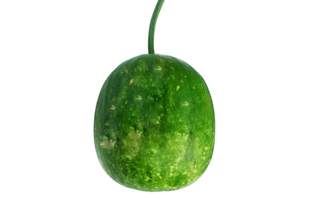 Bottle Gourd Vegetable Picture - Royalty Free Bottle Gourd Vegetable Picture Image | Pngmagic Free Download Bottle Gourd Vegetable Picture - High Quality Bottle Gourd Vegetable Picture Background