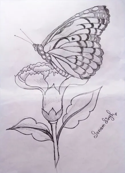Butterfly On Flower Drawing Easy Sketch - Royalty Free Drawing Sketch Image | Pngmagic Free Download Butterfly On Flower Drawing Easy Sketch - High Quality Drawing Sketch Background