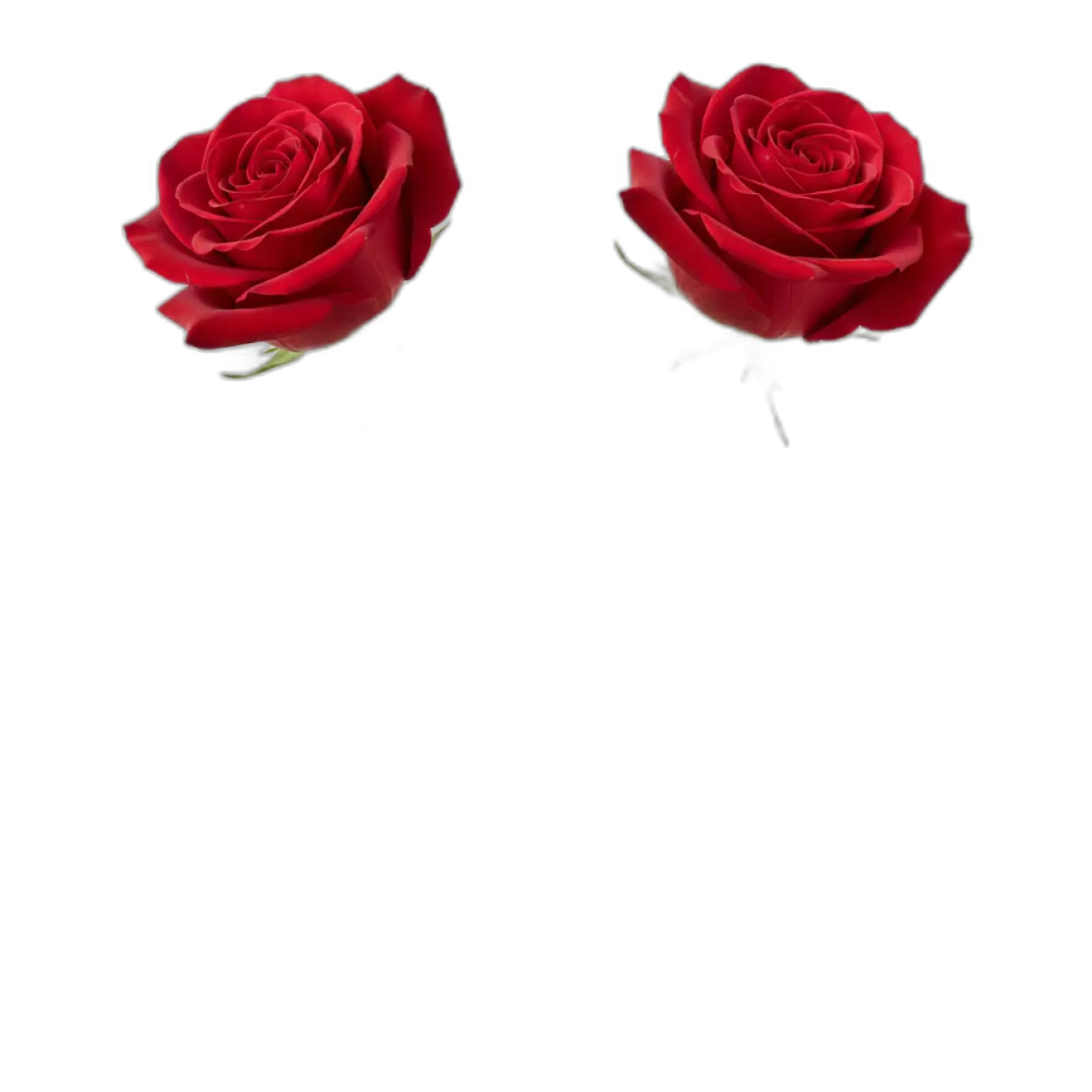 Free Download Double Rose Png Romantic Gift Flower Transparent - High Quality Rose Png Transparent PNG
