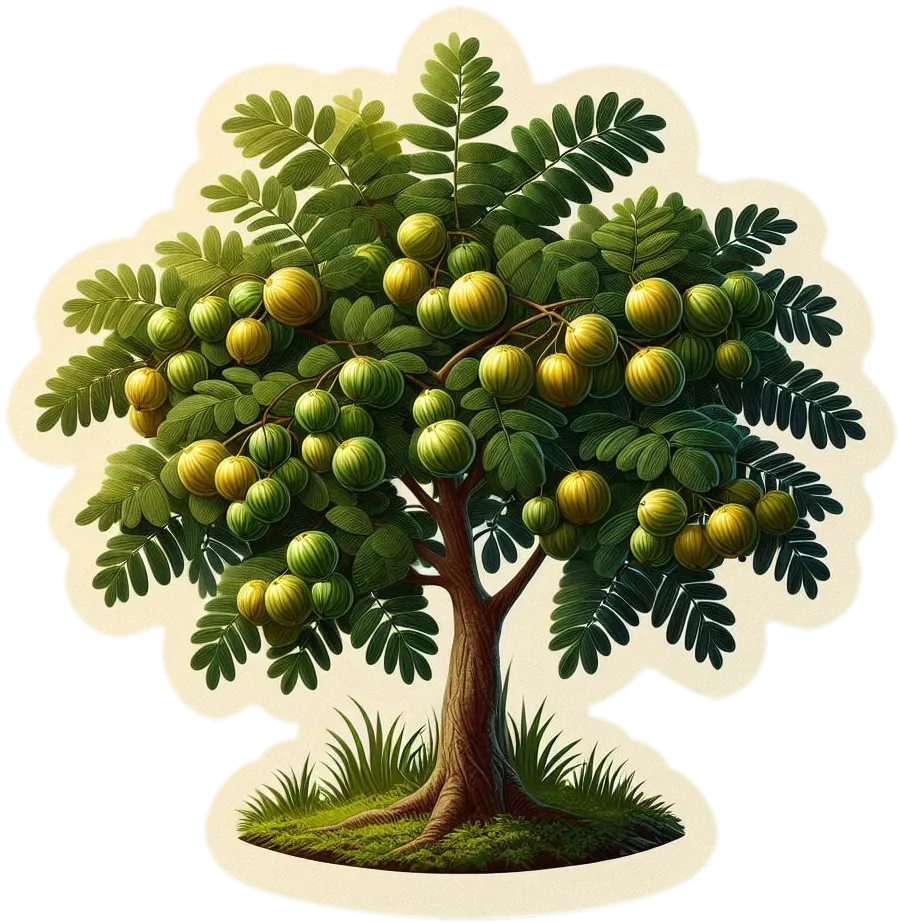 Free Download Amla Tree Png For Graphic Design Projects - Royalty Free Amla Tree Image | Pngmagic Free Download Free Download Amla Tree Png For Graphic Design Projects - High Quality Amla Tree PNG Image