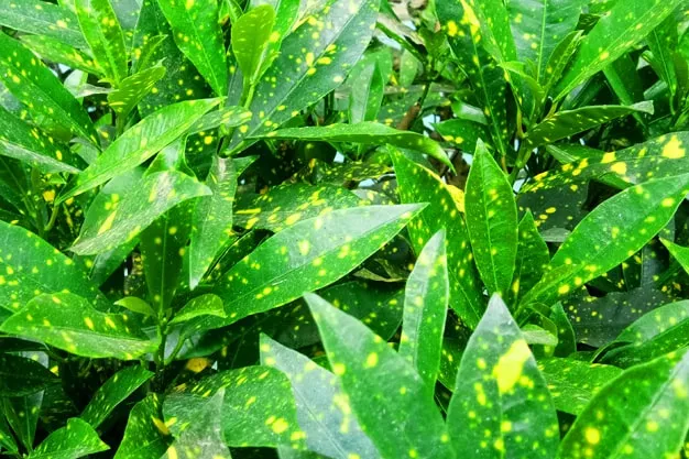 Free Download Free Wallpaper 4k New Wallpaper Hd Green Background - High Quality Free Wallpaper 4k New Wallpaper Hd Green Background Background