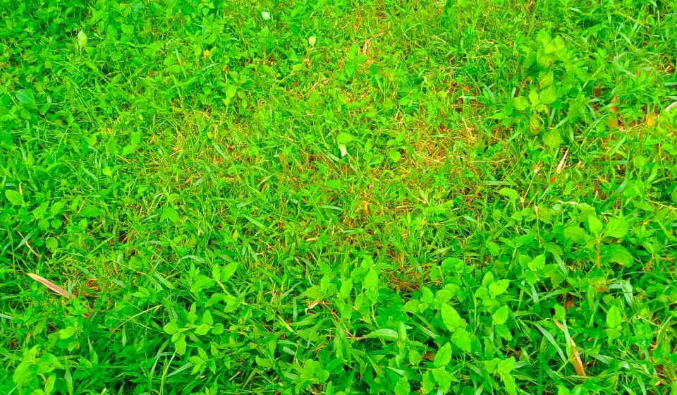 Free Download Green Grass Background Free Download - High Quality Grass Background