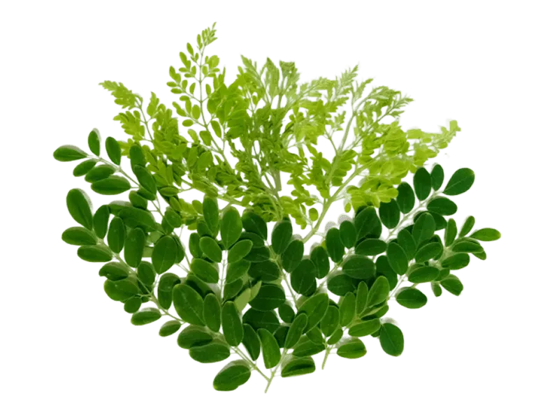Green Leaf PNG - Royalty Free Green Leaf Png Image | Pngmagic Free Download Green Leaf PNG - High Quality Green Leaf Png PNG Image