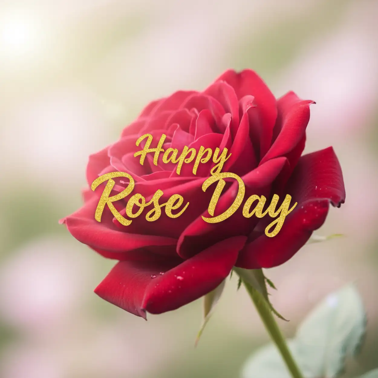 Free Download Happy Rose Day Cute Wishes - High Quality Happy Rose Day Wishes Image