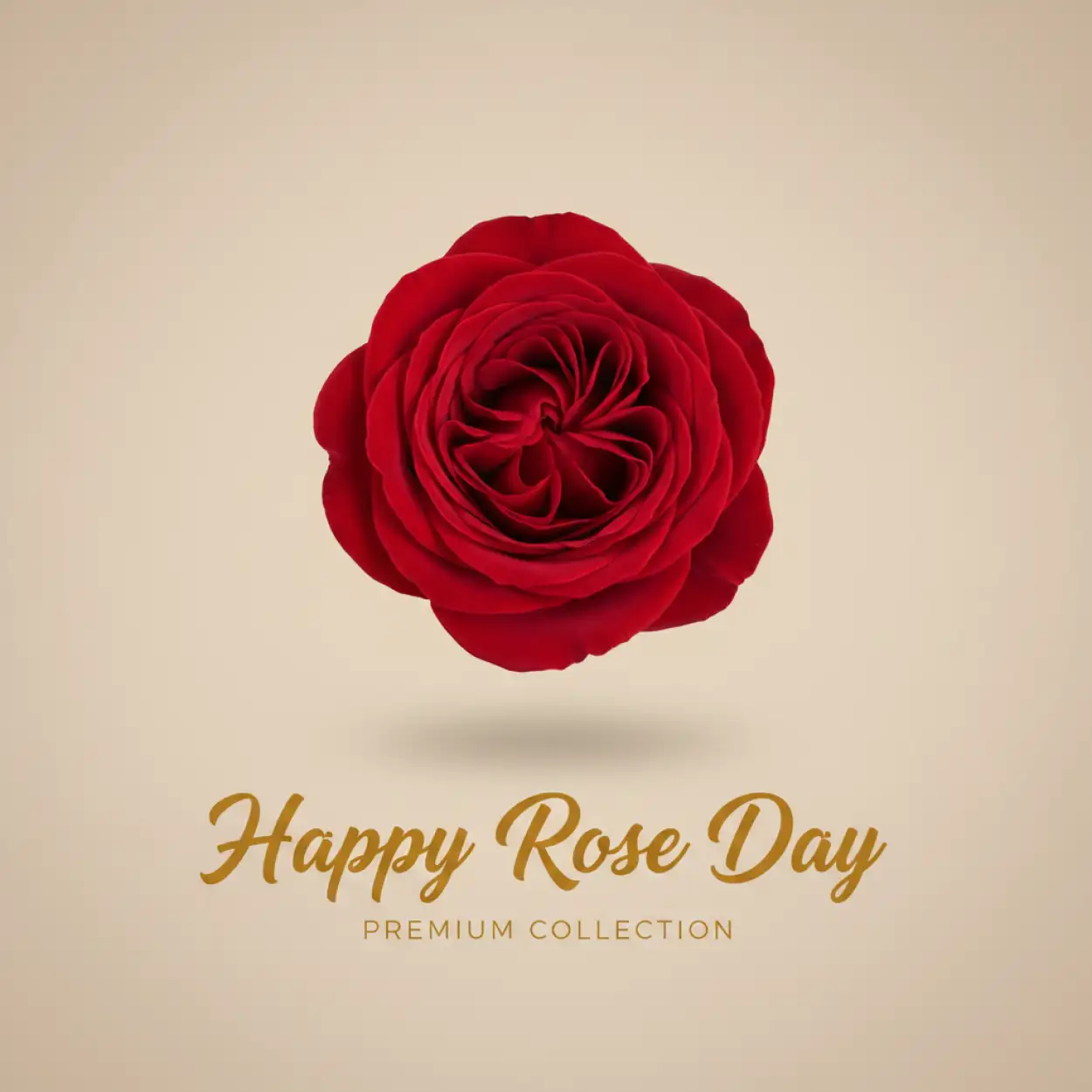 Free Download Happy Rose Day Traditional Rose Image - High Quality Happy Rose Day Wishes Background