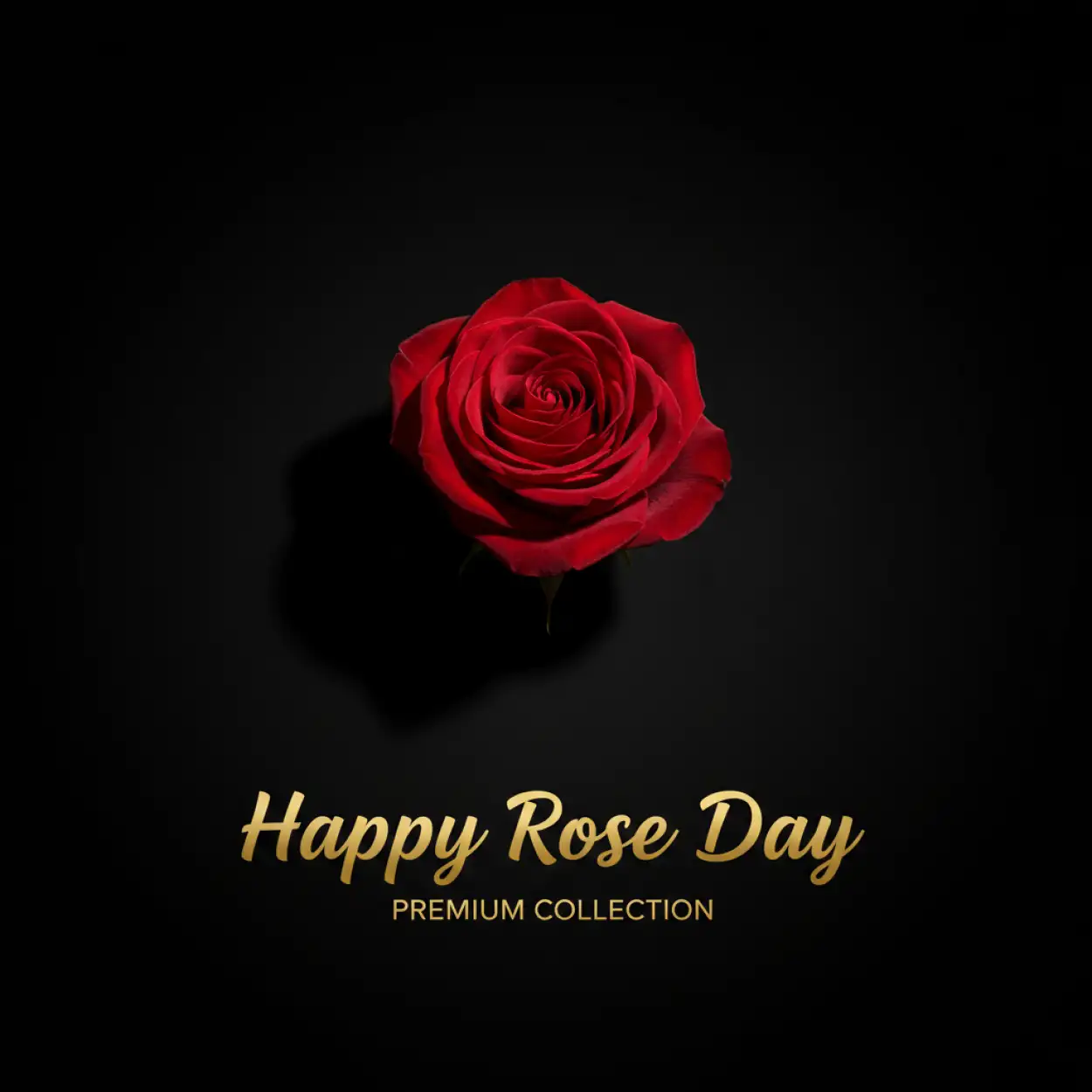 Free Download Happy Rose Day Whatsapp Dp - High Quality Happy Rose Day Wishes Background