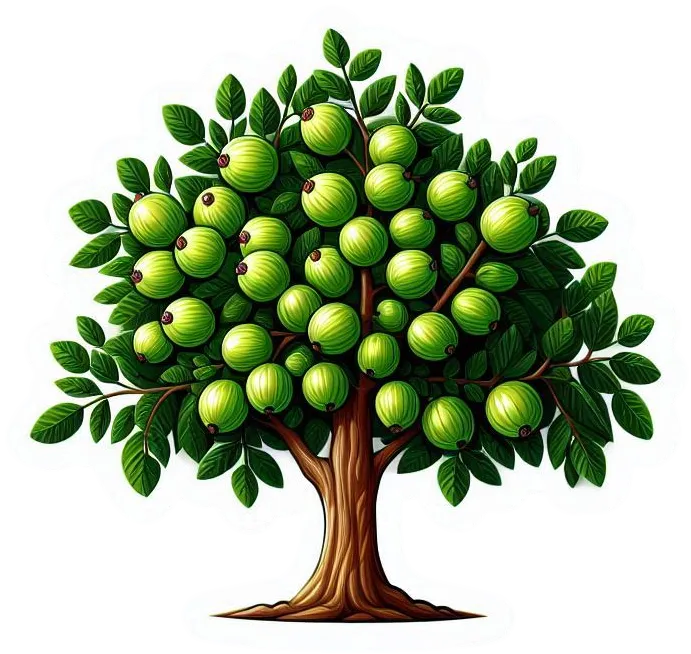 Free Download High-quality Amla Or Gooseberry Tree Png Transparent Background - High Quality Amla Tree PNG Image