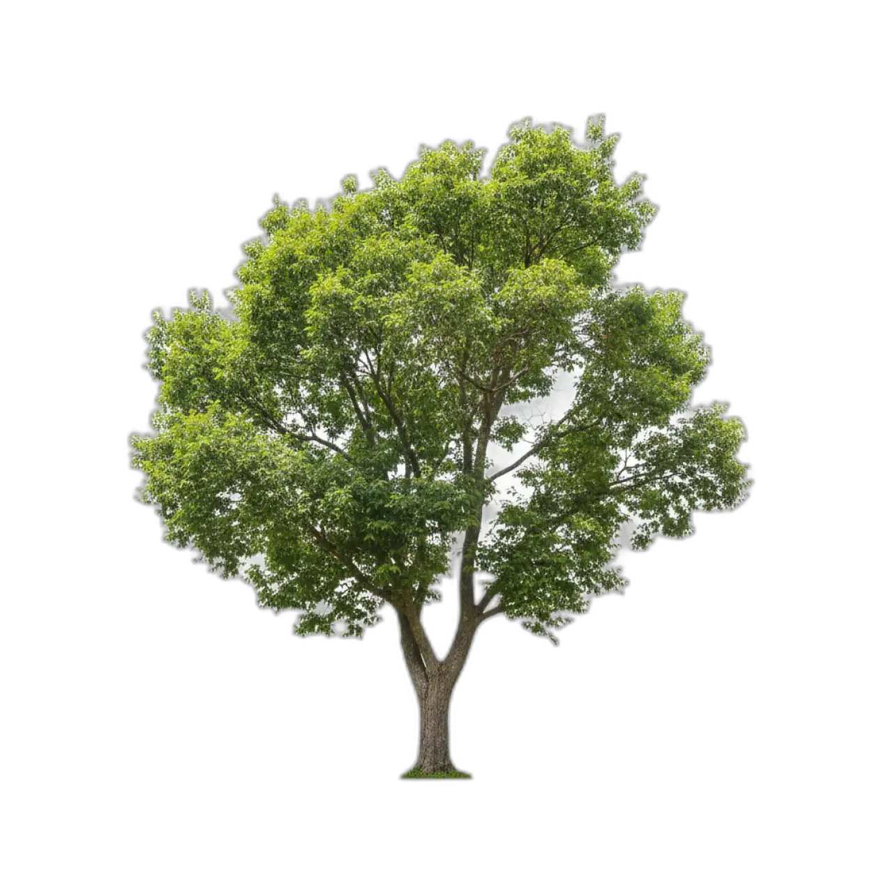High Resolution Png Tree Cutout For Banner Poster And Flex Design - Royalty Free Tree Png Image | Pngmagic Free Download High Resolution Png Tree Cutout For Banner Poster And Flex Design - High Quality Tree Png PNG Image