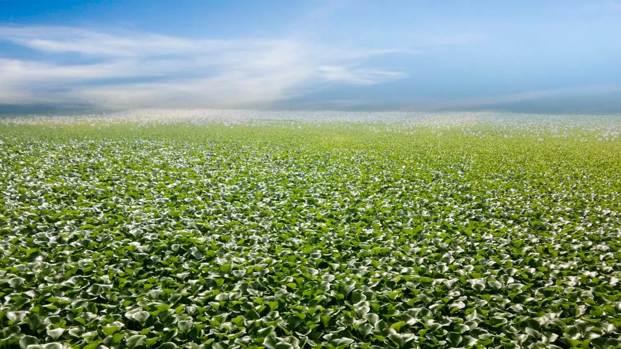 Jalkumbhi Plant With Flowers Photoshop Editing Photo - Royalty Free Photosho Jalkumbhi Plant Image | Pngmagic Free Download Jalkumbhi Plant With Flowers Photoshop Editing Photo - High Quality Photosho Jalkumbhi Plant Background