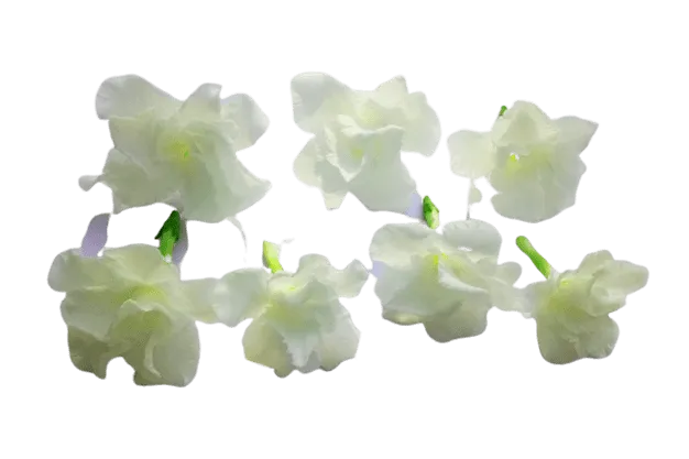 Jasmine Flower Png - Royalty Free Jasmine Flower Png Image | Pngmagic Free Download Jasmine Flower Png - High Quality Jasmine Flower Png PNG Image