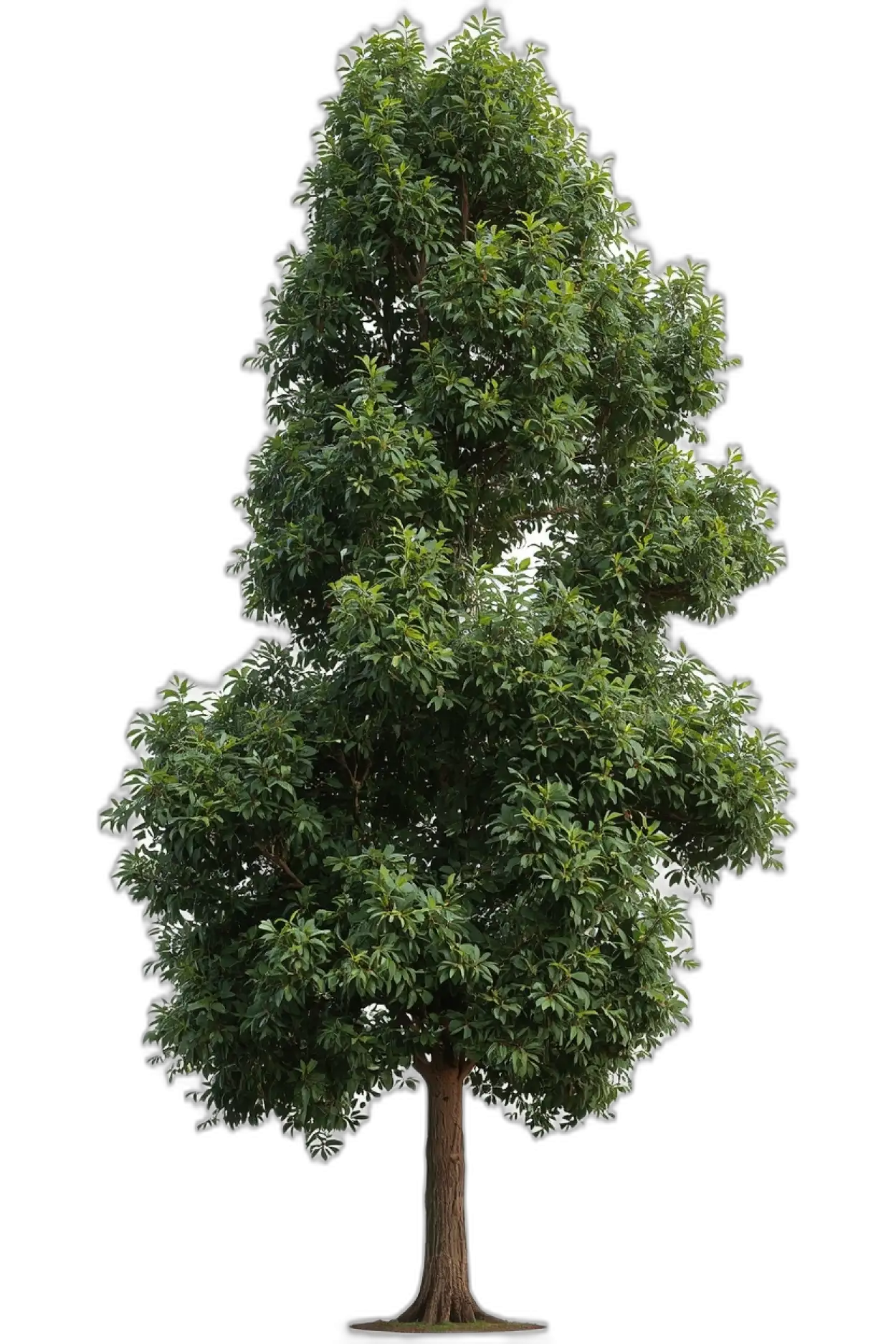 Free Download Large Size Tree Png - High Quality Tree Png Transparent PNG