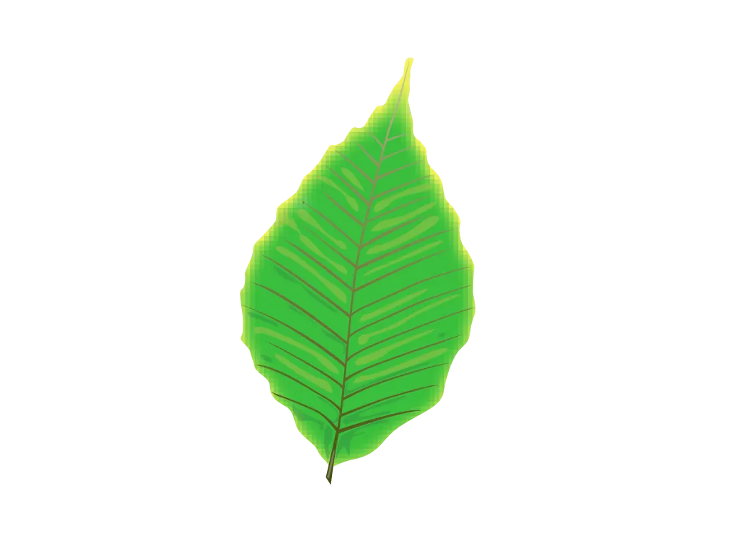 Free Download Leaf PNG Vector PSD Clipart With Transparent Background Photo For Free Download - High Quality Leaf PNG Vector PSD Clipart PNG Image