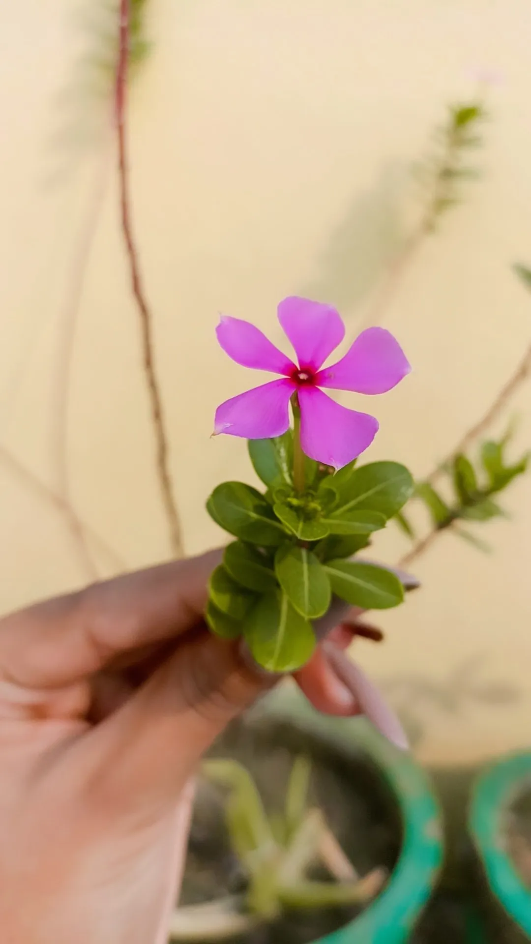 Lili Flower Tree Background - Royalty Free Lili Flower Image | Pngmagic Free Download Lili Flower Tree Background - High Quality Lili Flower Background