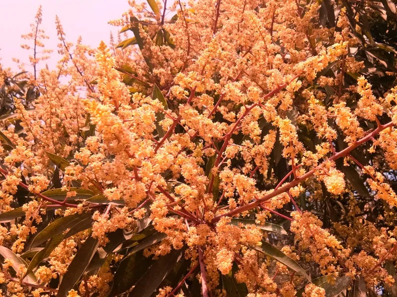 Mango Flower - Royalty Free Flower Image | Pngmagic Free Download Mango Flower - High Quality Flower Background