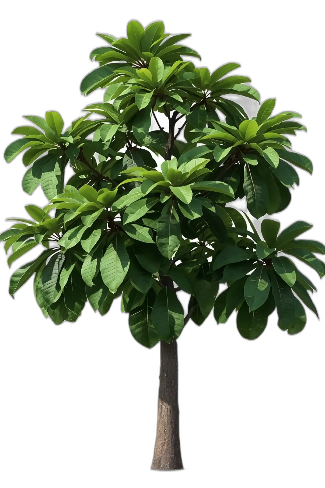 Free Download Mango Tree Png Transparent - High Quality Tree Png PNG Image