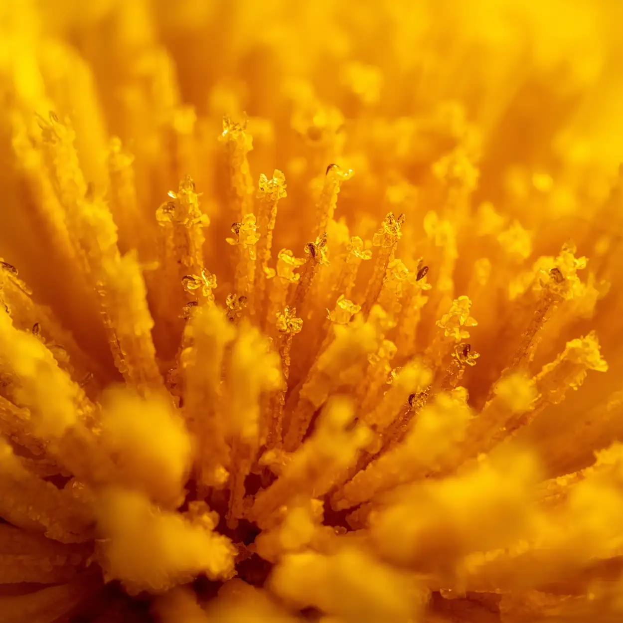 Marigold Flower Farm Photography In Morning Light - Royalty Free Marigold Flower Image | Pngmagic Free Download Marigold Flower Farm Photography In Morning Light - High Quality Marigold Flower Background