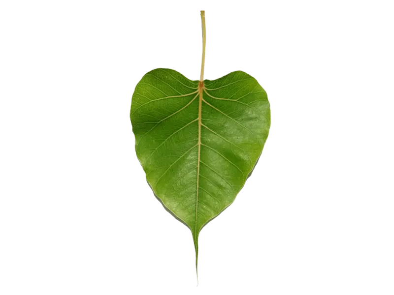 Peepal Leaf Png Picture - Royalty Free Peepal Leaf Png Picture Image | Pngmagic Free Download Peepal Leaf Png Picture - High Quality Peepal Leaf Png Picture PNG Image