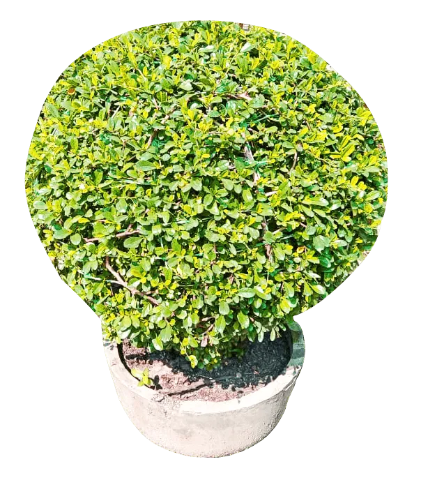Plants Png With Gamla Leaves - Royalty Free Plant Image | Pngmagic Free Download Plants Png With Gamla Leaves - High Quality Plant PNG Image