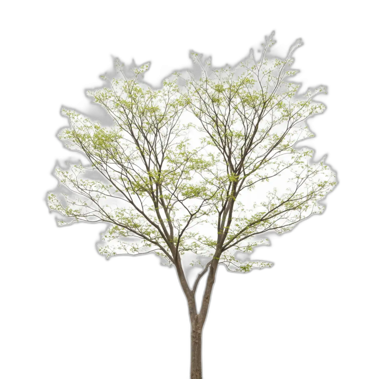 Free Download Png Tree Full Size Isolated On White Background For Graphic Design - High Quality Tree Png Transparent PNG