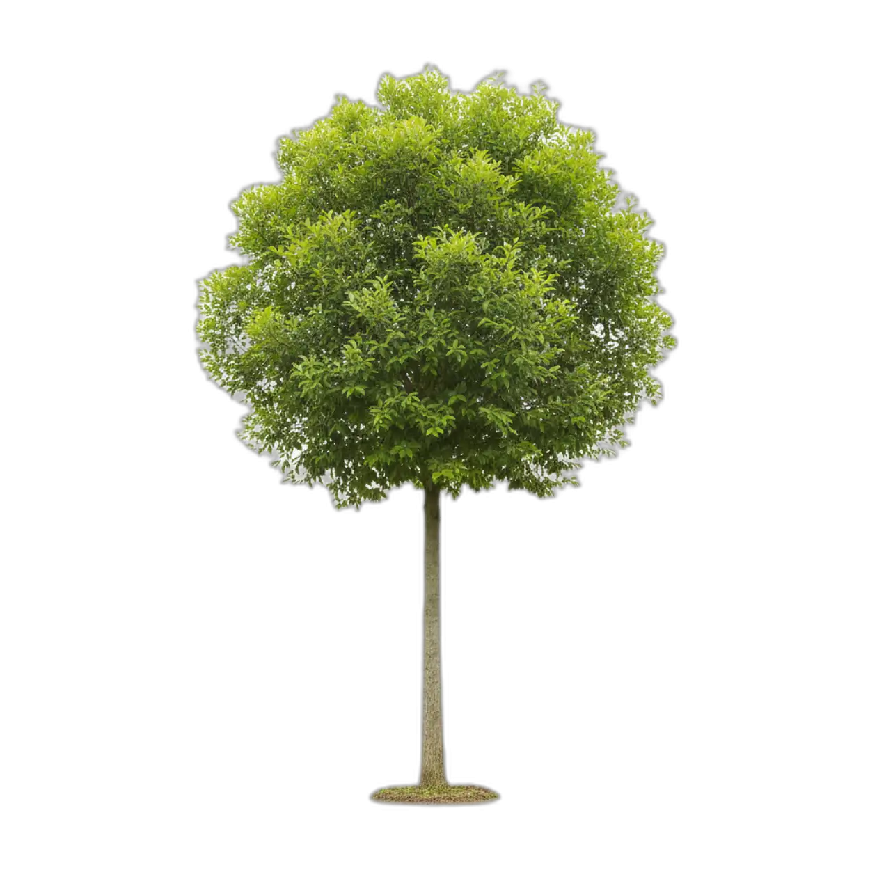 Free Download Realistic Green Tree Png - High Quality Tree Png PNG Image
