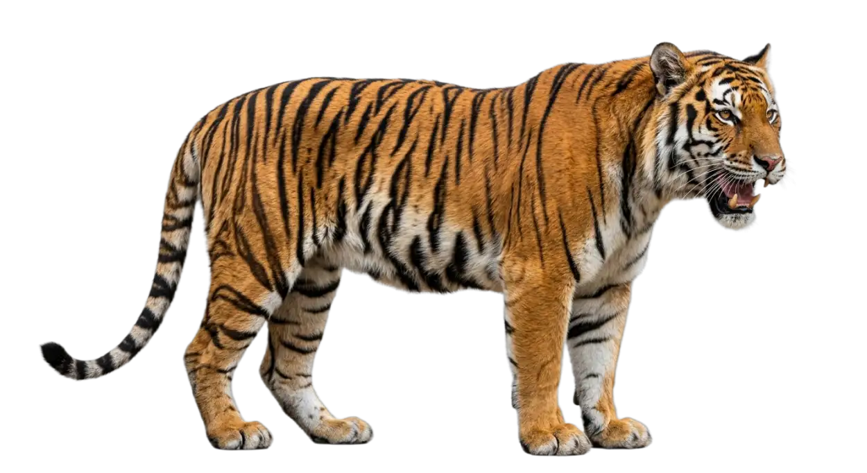 Free Download Realistic Tiger Png Transparent - High Quality Tiger Png Transparent PNG