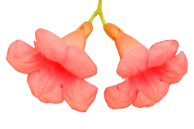 Red Beauty Flowers - Royalty Free Red Beauty Flowers Image | Pngmagic Free Download Red Beauty Flowers - High Quality Red Beauty Flowers Background