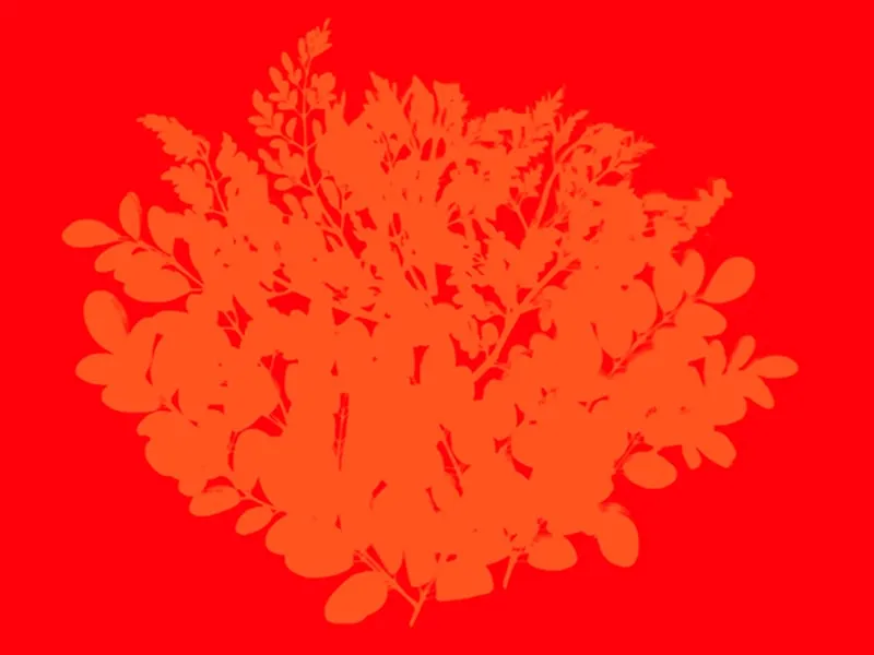 Free Download Red Flower Background - High Quality Red Flower Background Background