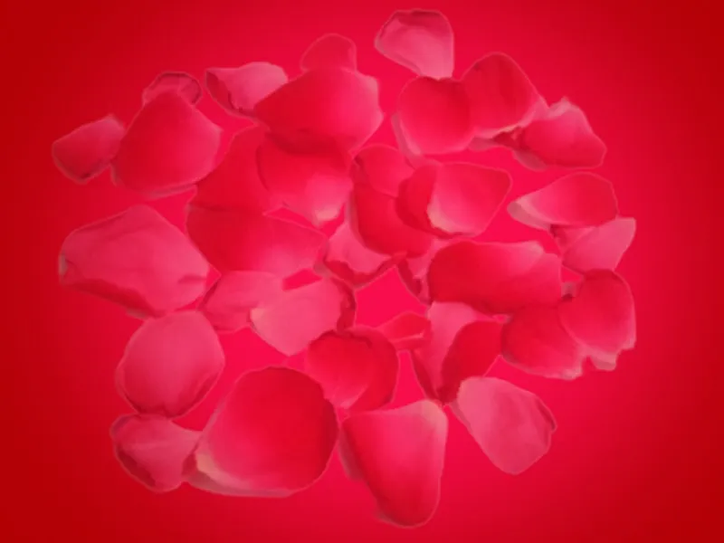 Red Flower With Red Background - Royalty Free Red Flower With Red Background Image | Pngmagic Free Download Red Flower With Red Background - High Quality Red Flower With Red Background Background