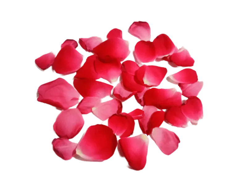Free Download Red Rose Petal Leaf Transparent PNG Background - High Quality Red Rose Petal Leaf Transparent Png Background PNG Image