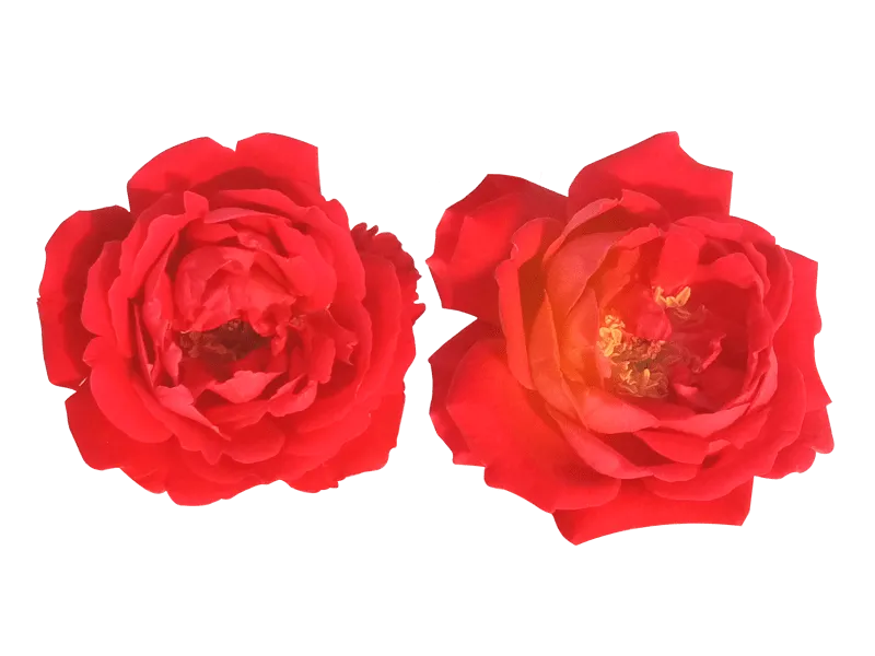 Red Rose Png Image - Royalty Free Red Rose Png Image Image | Pngmagic Free Download Red Rose Png Image - High Quality Red Rose Png Image PNG Image