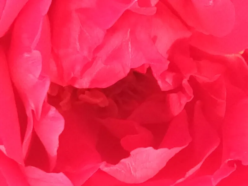 Free Download Red Roses Background Images - High Quality Red Roses Background Images Background