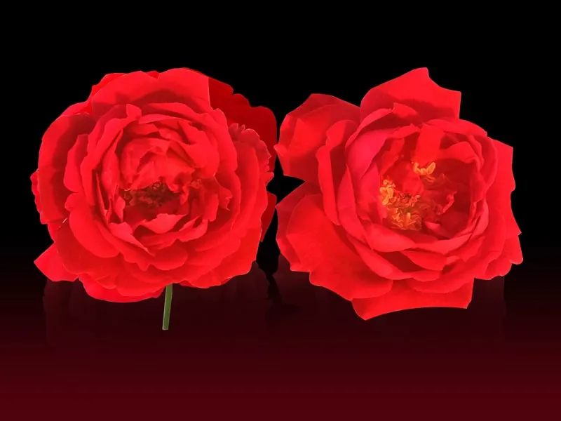 Free Download Red Roses With Black Background - High Quality Red Roses With Black Background Background