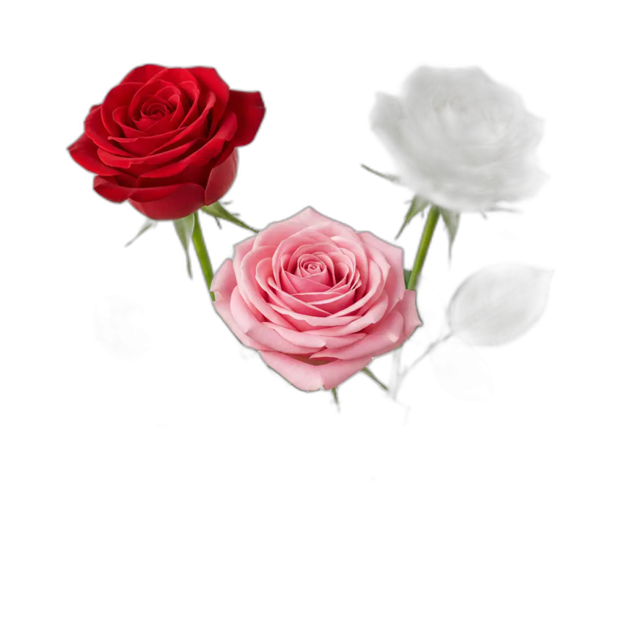 Free Download Rose Png Floral Border - High Quality Rose Png Transparent PNG