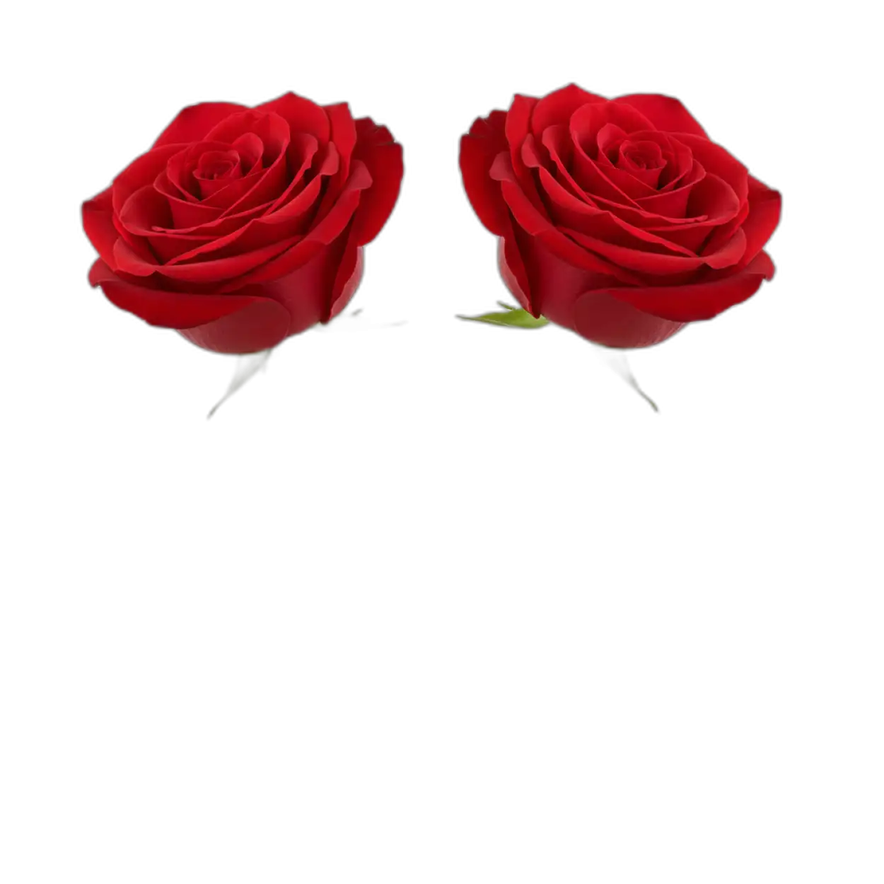 Free Download Rose Png Luxury Style - High Quality Rose Png Transparent PNG