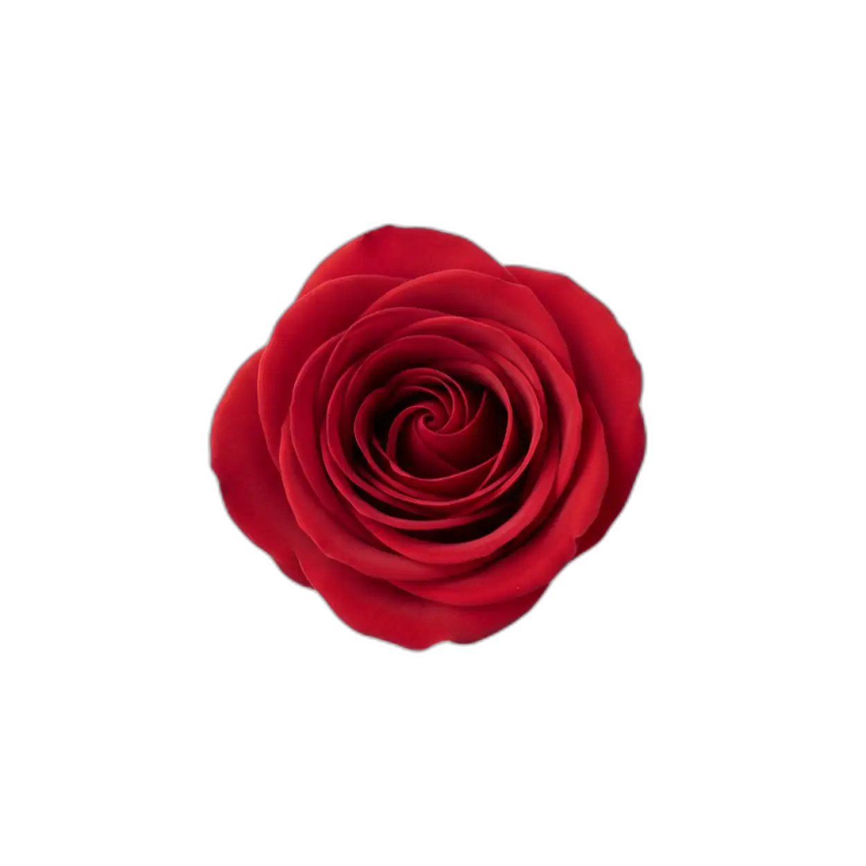 Free Download Rose Png Top View - High Quality Rose Png PNG Image