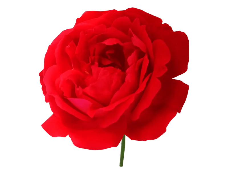 Rose Transparent - Royalty Free Rose Transparent Image | Pngmagic Free Download Rose Transparent - High Quality Rose Transparent Background