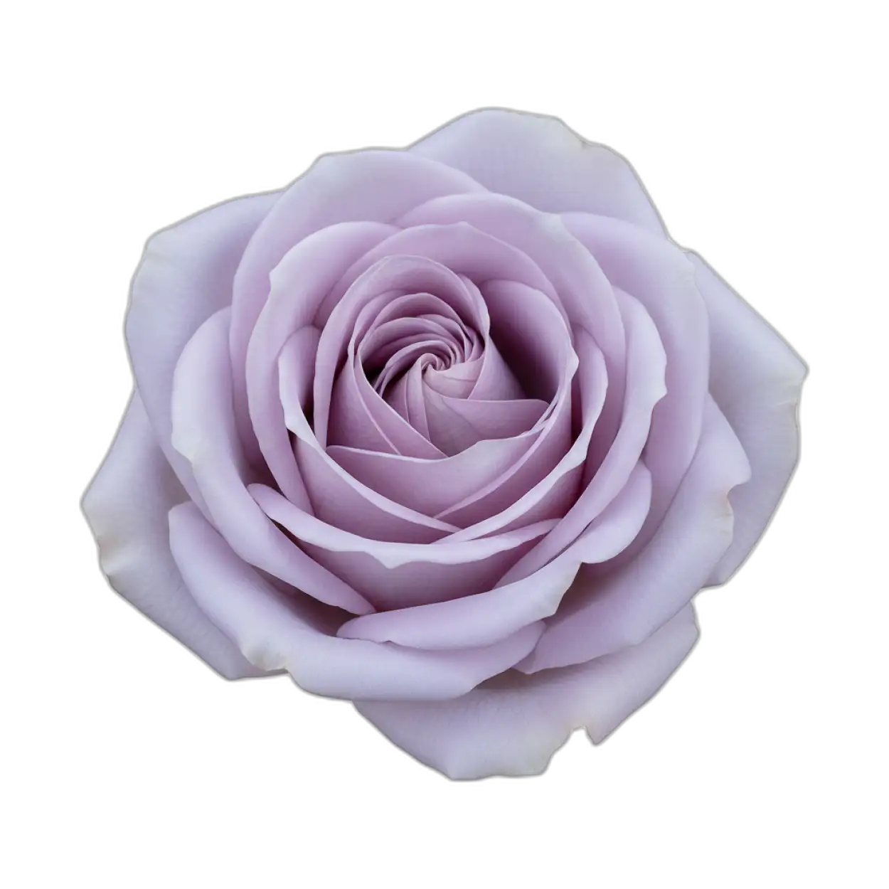 Free Download Smooth Stem Rose Png Premium Flower Image - High Quality Rose Png PNG Image