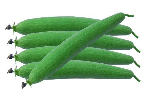Sponge Gourd - Royalty Free Sponge Gourd Image | Pngmagic Free Download Sponge Gourd - High Quality Sponge Gourd Background